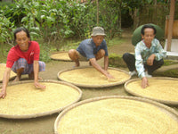 Rainforest Rice™